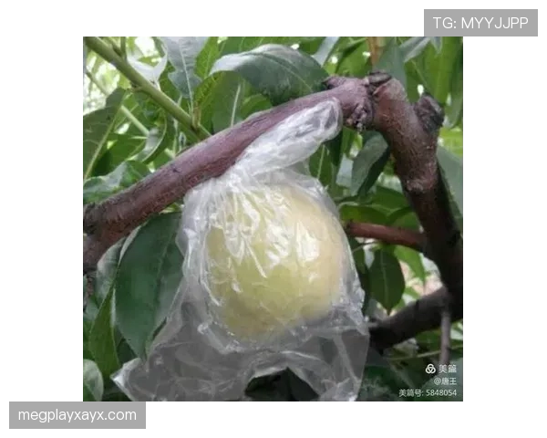 要是高磊随手拍个早饭，评论区八成先问价格不是味道